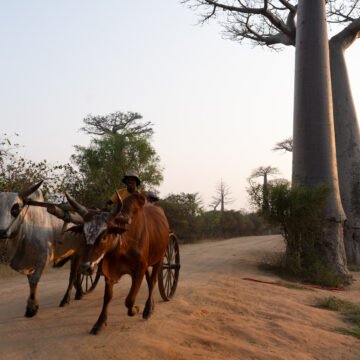 Allee des baobabs, Madagascar. Alba con baobab in Madagascar.