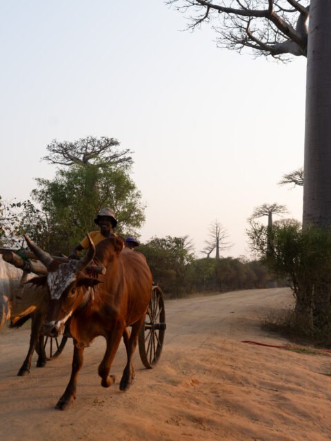 Allee des baobabs, Madagascar. Alba con baobab in Madagascar.