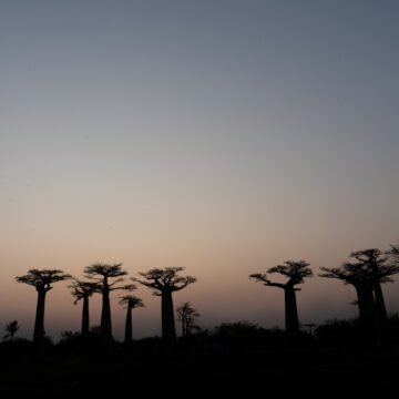 Allee des baobabs, Madagascar. Alba con baobab in Madagascar.